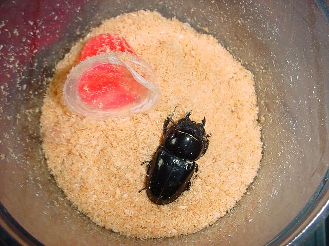 The Breeding/Rearing of Dorcus alcides